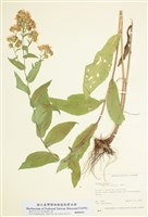 藏品(無毛紫菀)的圖片